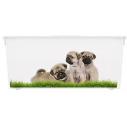 Plastový box KIS Puppy and Kitten - L