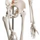 Kostra lidské anatomie 181,5 cm
