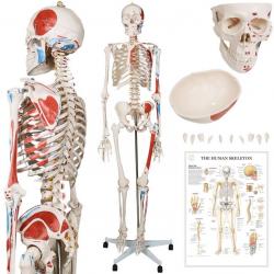 JAGO Anatomie člověka kostra s detaily malby svalů, 181 cm