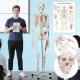 JAGO Anatomie člověka kostra s detaily malby svalů, 181 cm